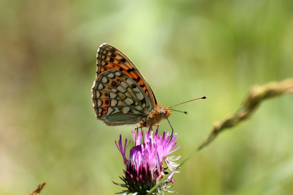 Argynnis (Fabriciana) niobe